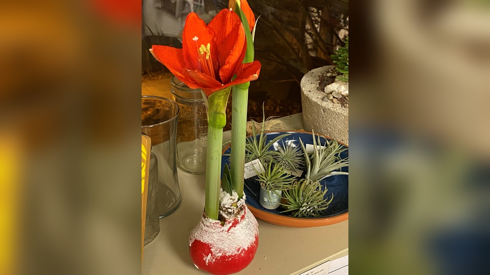 How Do You Take Care of a Waxed Amaryllis