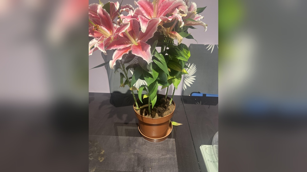 How to Care for Oriental Lily Plant Indoors