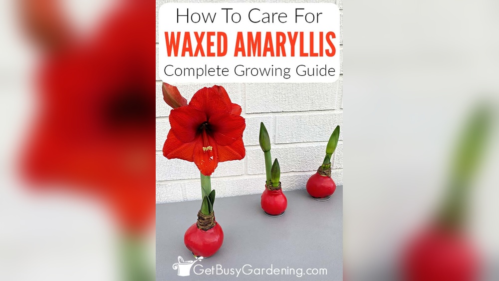 How to Care for Waxed Amaryllis Bulb