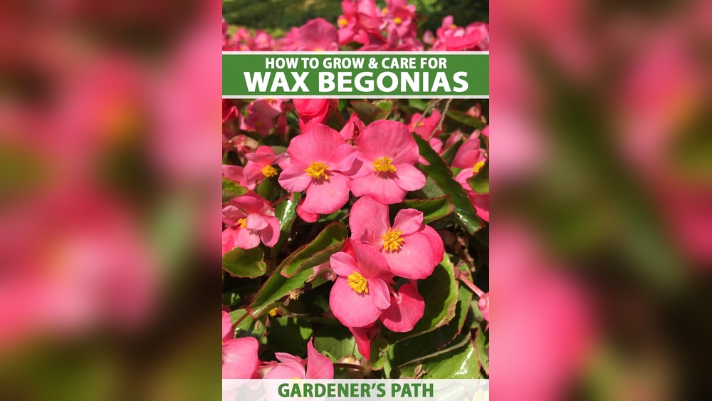 How to Care for Waxed Begonias
