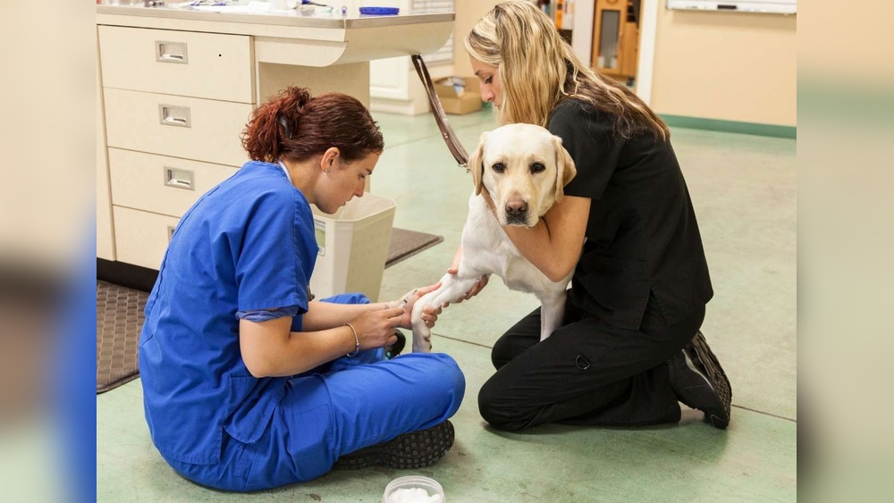 How to Care for Your Dog After a Fracture Repair