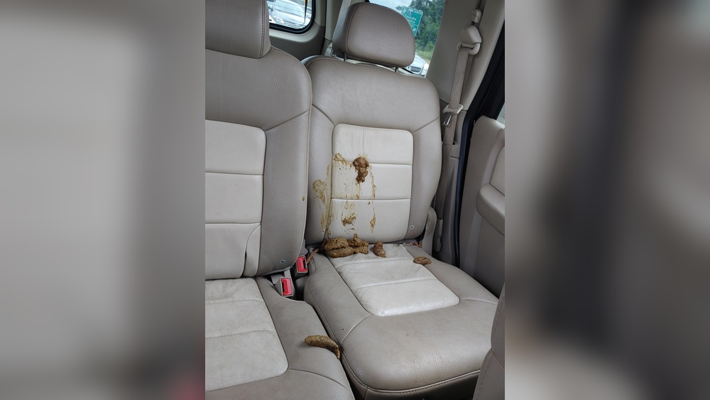 How to Clean Dog Poop Out of Car Seat