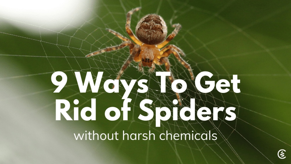How to Get Rid of Spiders in Car Naturally