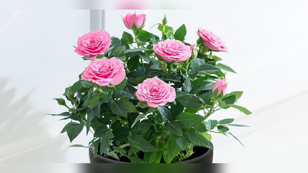 How to Take Care of Roses Indoors