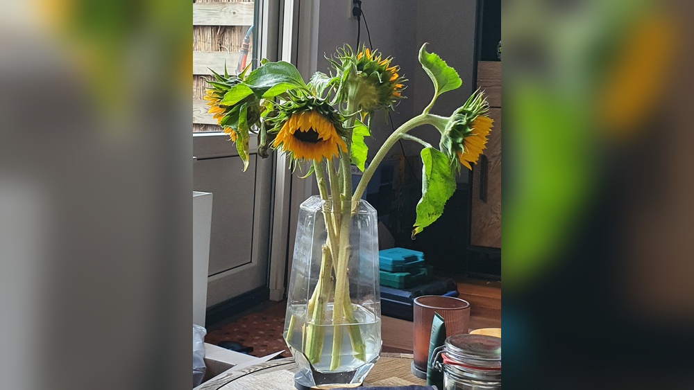 How to Take Care of Sunflowers in a Vase