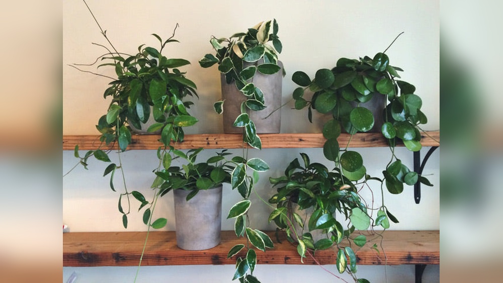 How to Take Care of Wax Plant